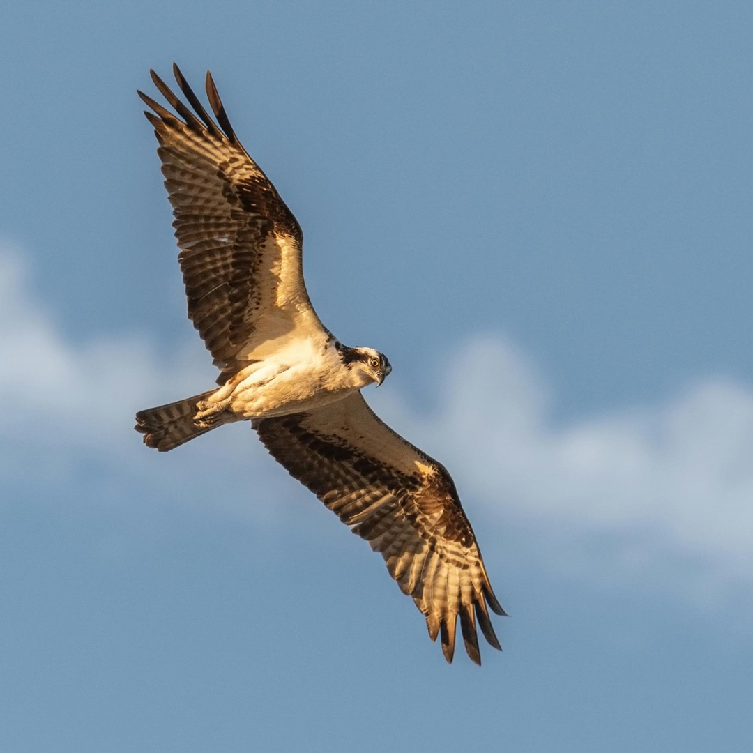 Brampton - Falconry